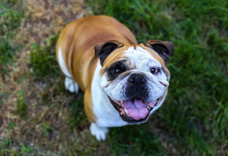 Chien Bouledogue anglais marron et blanc dans l'herbe.