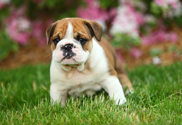 Chiot Bouledogue anglais debout dans l'herbe.