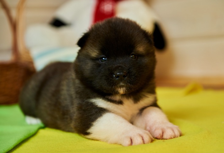 Chiot de race Akita américain allongé.