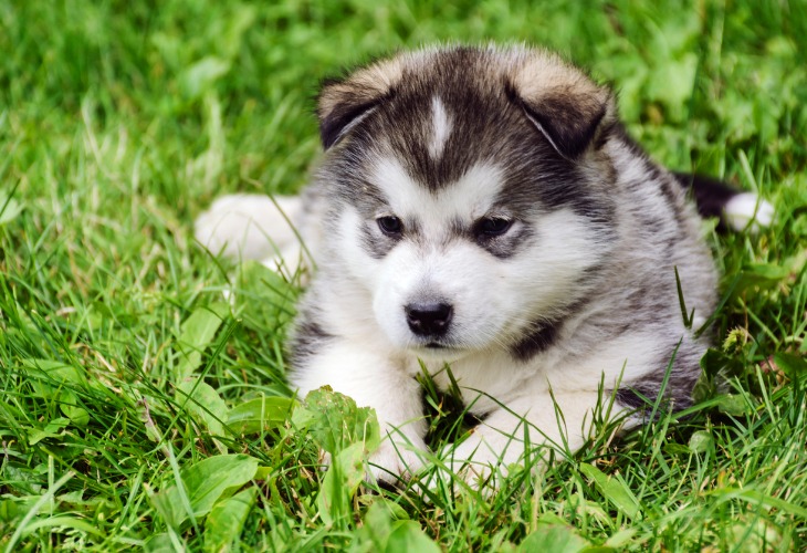 Chiot Malamute de l'Alaska allongé dans l'herbe.