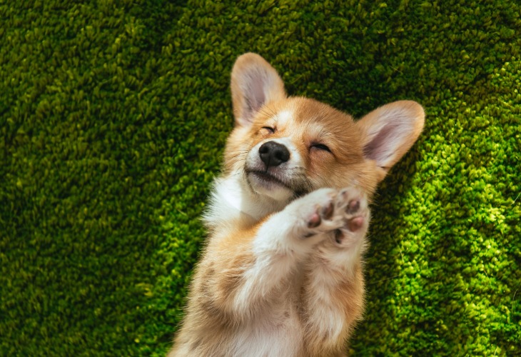 Adorable chiot Welsh Corgi endormi dans l'herbe.