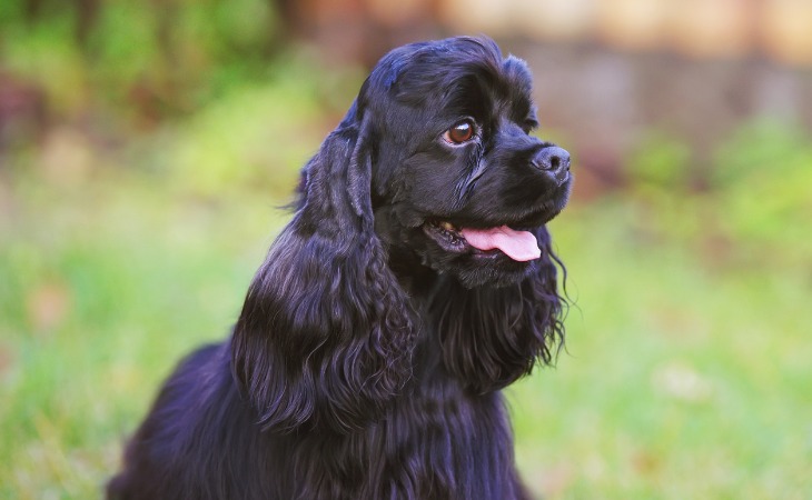 Cocker Américain noir qui tire la langue