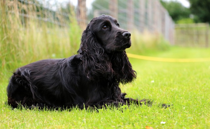 Cocker anglais noir