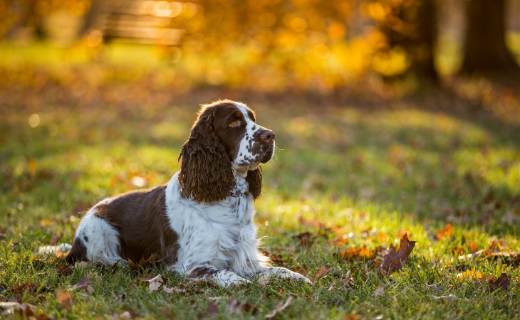 Cocker anglais pelage marron et blanc