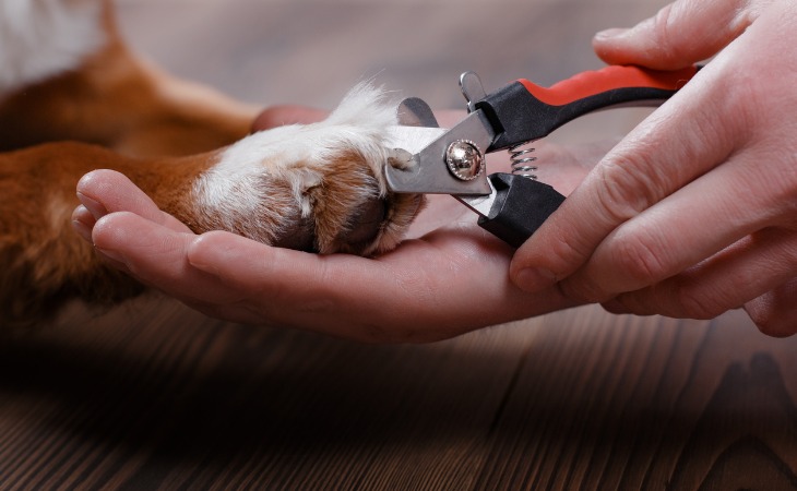 Comment couper les griffes de son chien