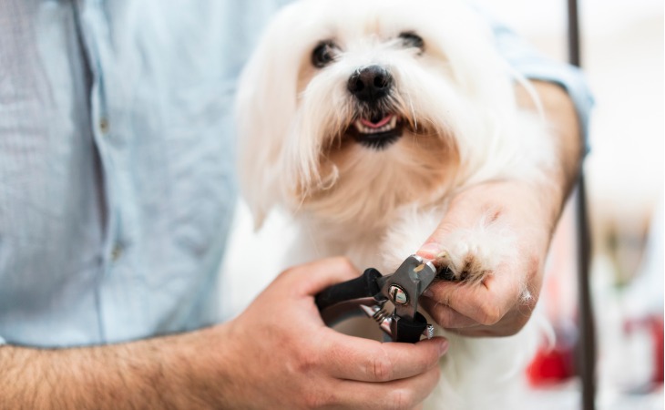 Couper les griffes du chien