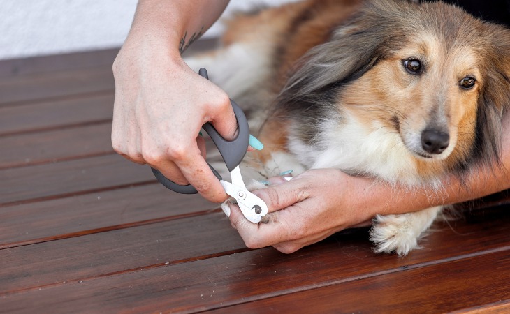 Comment couper les griffes du chien ?