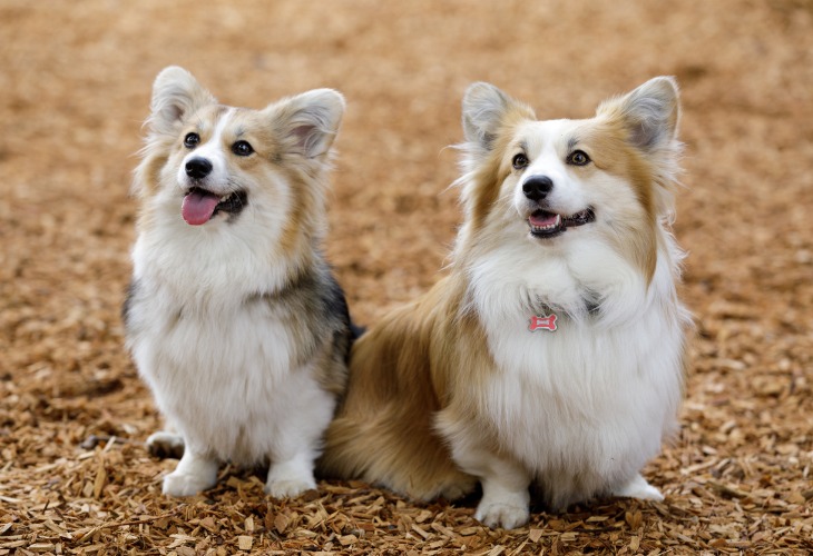 Deux chiens Welsh Corgi assis dans les feuilles.