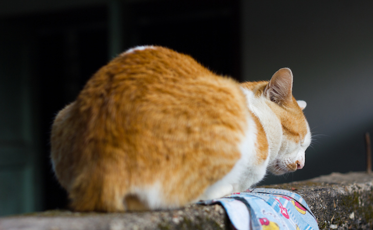 Fesses du chat