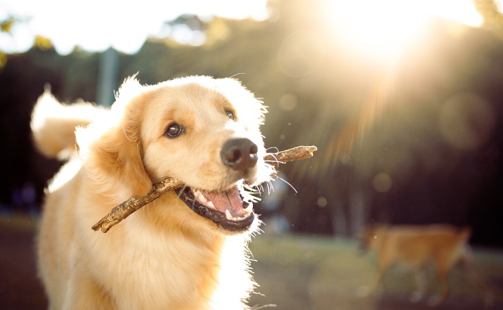 Golden Retriever qui joue au baton