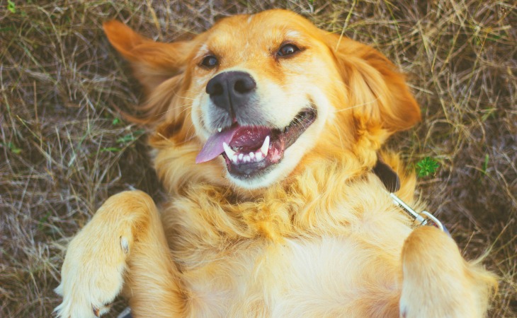 Golden Retriever allongé par terre