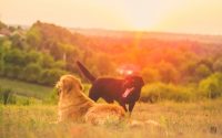 Les différences entre le Golden Retriever et le Labrador