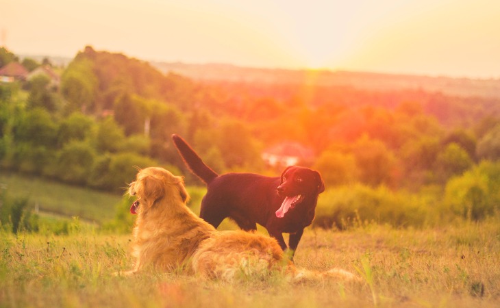 Les différences entre le Golden Retriever et le Labrador