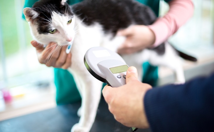 Identification du chat par puce électronique