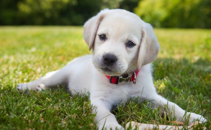 Labrador chiot