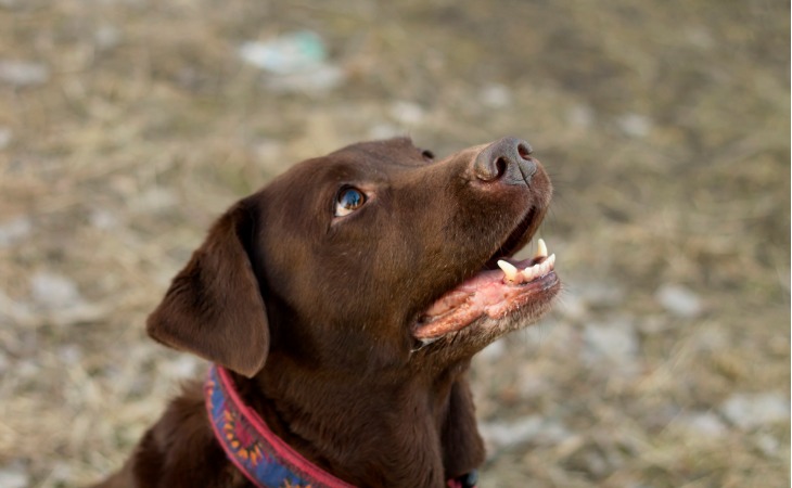 Labrador pelage chocolat