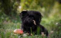 Chien de race Affenpinscher allongé dans l'herbe.