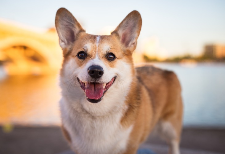 Portrait d'un chien Welsh Corgi en extérieur.