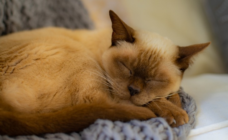 burmese-cat-hypoallergenic