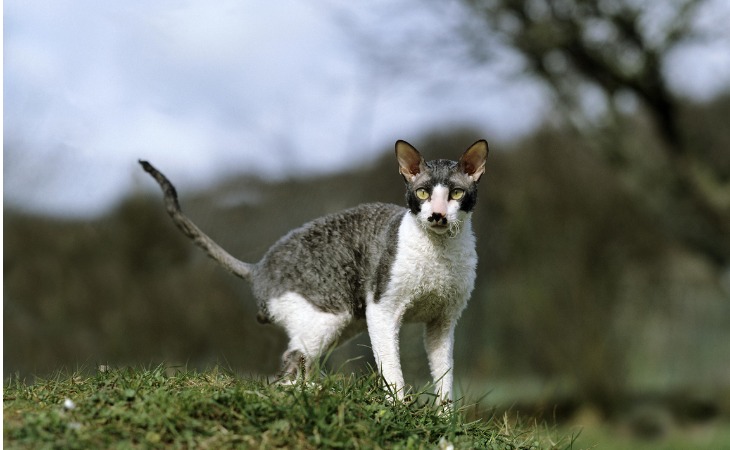 cornish-rex-hypoallergenic