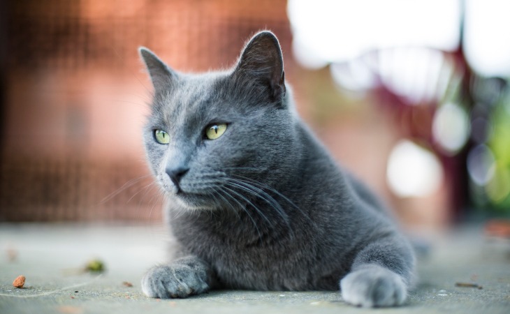 russian-blue-hypoallergenic