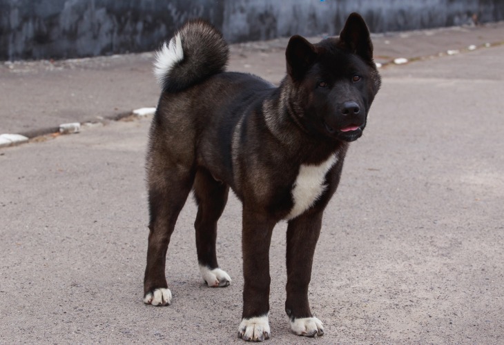 Chien de race Akita américain debout.