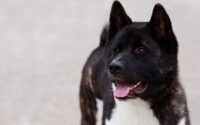 Portrait d'un chien de race Akita américain.