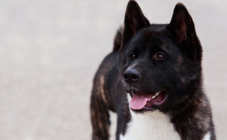 Portrait d'un chien de race Akita américain.