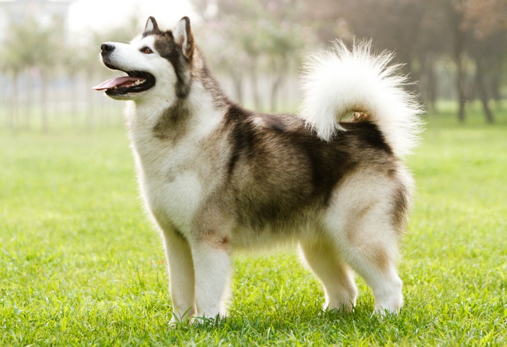 Chien de race Malamute de l'Alaska debout en extérieur.