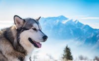 Chien de race Malamute d'Alaska en montage.