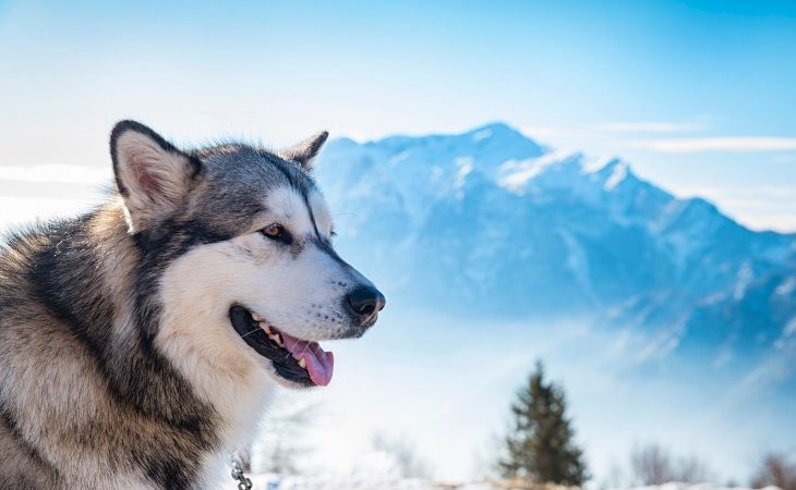 Chien de race Malamute d'Alaska en montage.