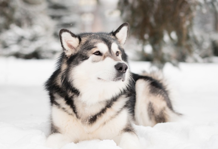 Chien de race Malamute d'Alaska allongé dans la neige.