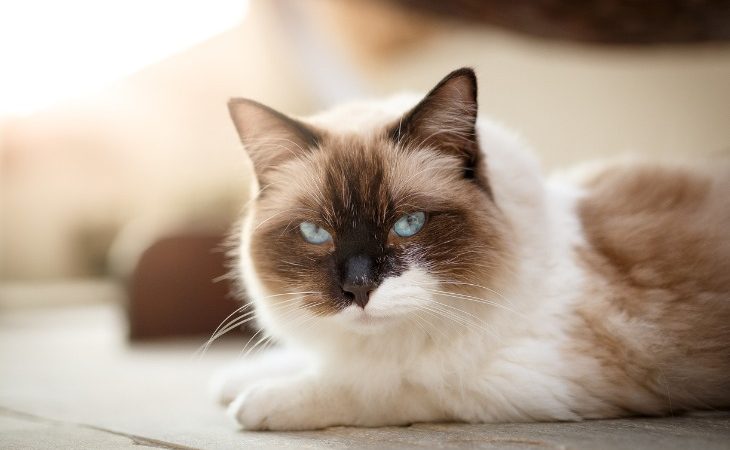 Chat de race Ragdoll marron et blanc allongé.