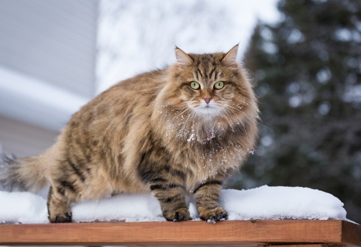 Chat Sibérien dans la neige.