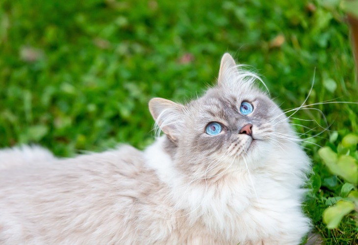 Chat Sibérien aux yeux bleus Neva Masquerade.