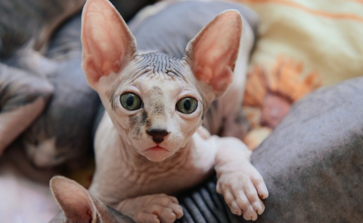 sphynx-cat-breed