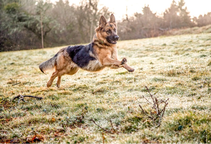 Le Berger allemand est un chien très dynamique 