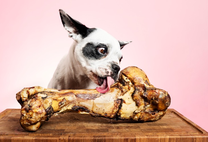 Les os cuits peuvent aussi être un danger pour le chien dès la mastication