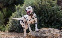 Chien Dalmatien joyeux en extérieur.