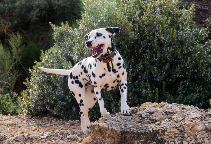 Chien Dalmatien joyeux en extérieur.