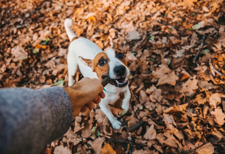 Le Jack Russell Terrier est un bon chasseur mais surtout un bon joueur