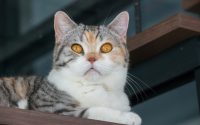 Portrait de chat American wirehair aux yeux cuivrés