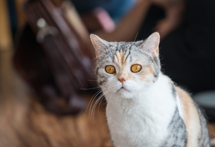 Portrait de chat de race American Wirehair avec un pelage tricolores