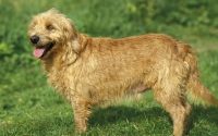 Chien Basset Fauve de Bretagne à l'extérieur.