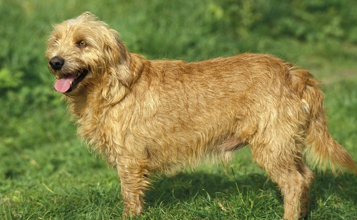 Chien Basset Fauve de Bretagne à l'extérieur.