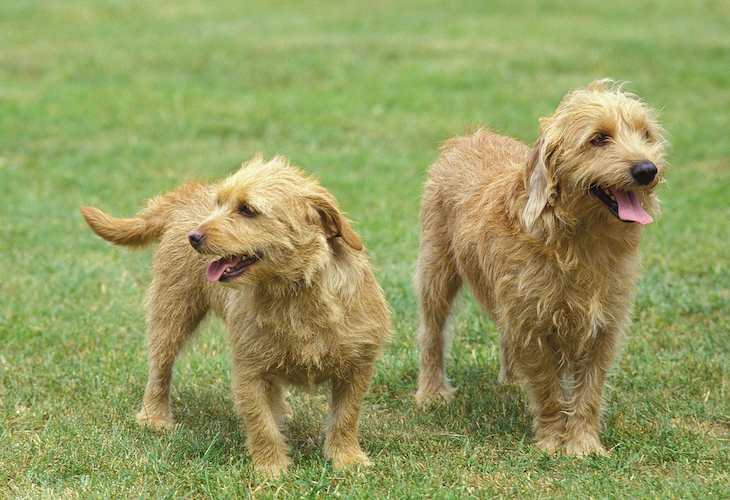 Chiens de race Basset Fauve de Bretagne à l'extérieur.