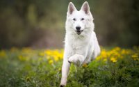 Chien de race Berger blanc suisse debout dans un champs.