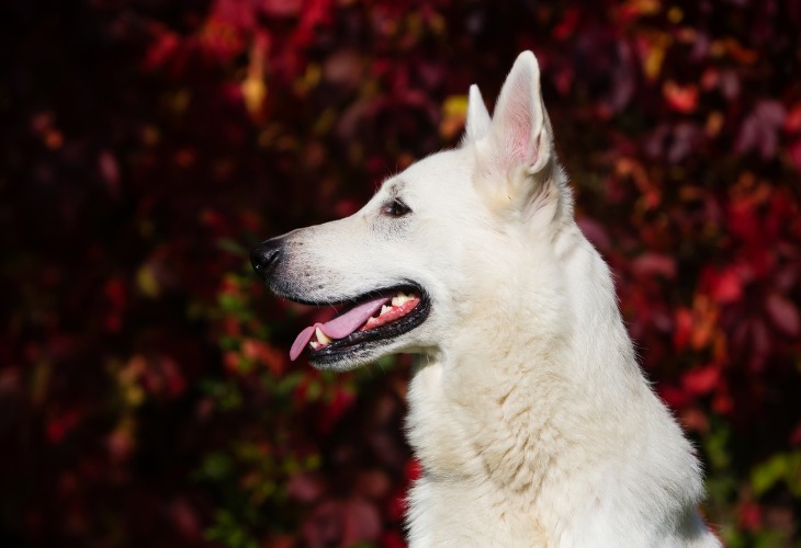 Portrait d'un chien de race Berger blanc suisse.