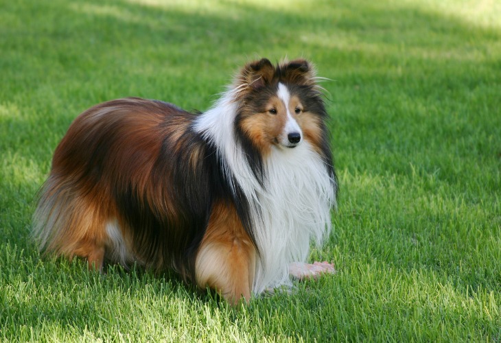 Chien de race Berger des Shetlands tricolore à l'extérieur.