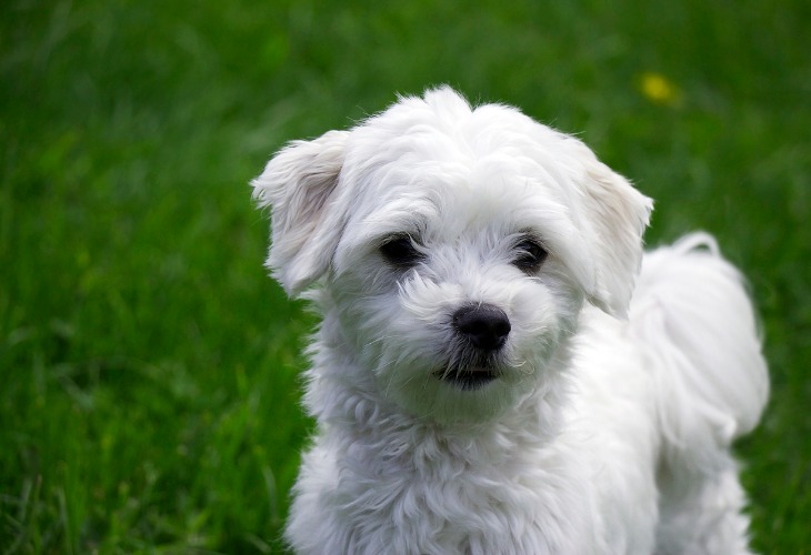 Chiot Bichon Maltais.